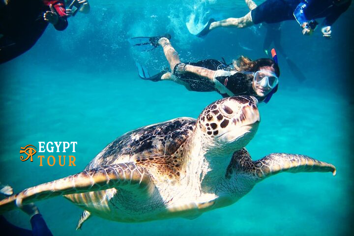 Abu Dabbab Schnorchel-Ausflug – Schwimmen mit Schildkröten und Dugongs