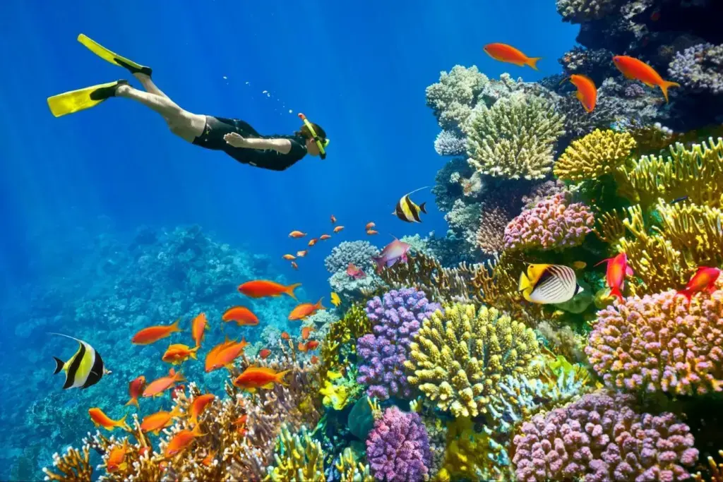 Best Dive Sites & What Affects Pricing