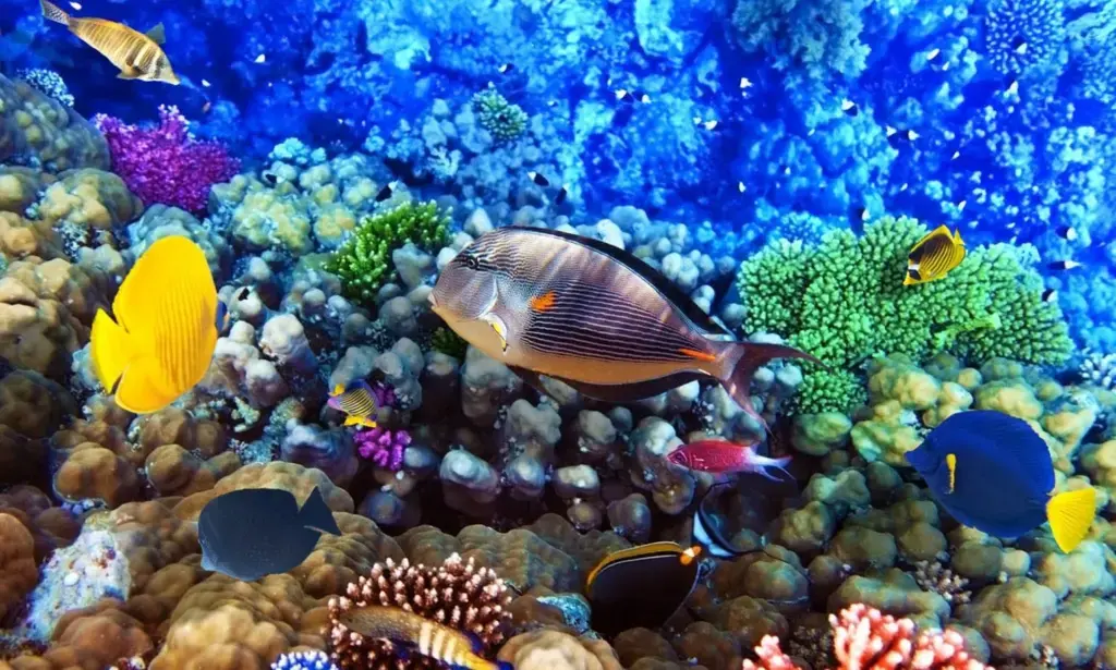Frequently Asked Questions about Diving Hurghada Prices