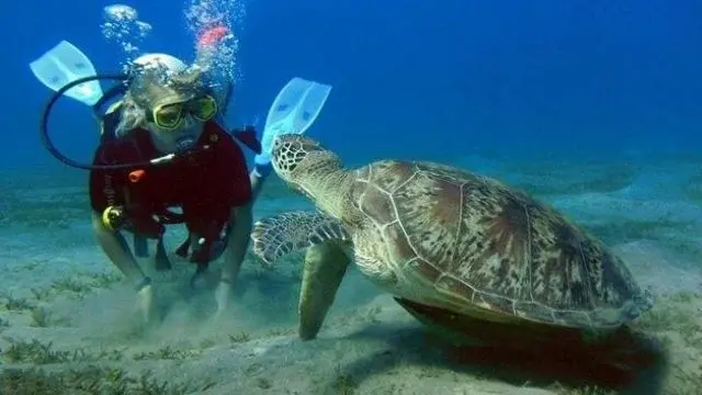 Hurghada Scuba Diving Prices by Activity Type
