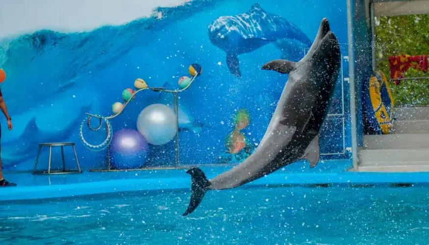 Dolphin house Hurghada price