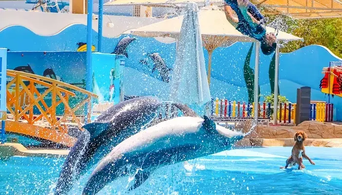 dolphin world hurghada ticket